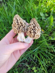 Pilzwanderung "Morcheln und Verpeln" - Geführte Tour mit Pilzsachverständiger in Pöplitz